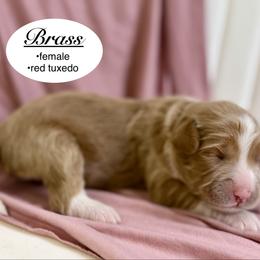 Brass - Red female Bernedoodle puppy in Jackson, Mississippi from T.M. Poodles & Doodles
