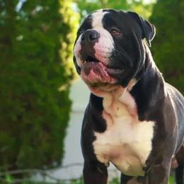 Alapaha Blue Blood Bulldogs from Hudson’s Rock Alapahas