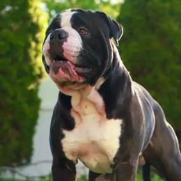 Alapaha Blue Blood Bulldogs from Hudson’s Rock Alapahas