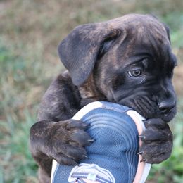 Cane Corso Puppies from PhogHaven Cane Corso