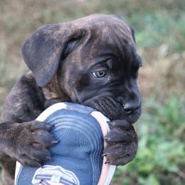Cane Corso Puppies from PhogHaven Cane Corso
