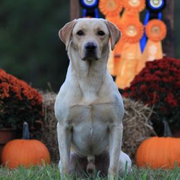 Labrador Retrievers from Lady oak k9