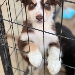 Nebula - Red tri-color Australian Shepherd puppy in Banning, California from Flying R Aussie Ranch