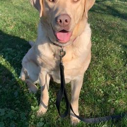 Dilute Retriever All Grown Up from MBR Labradors