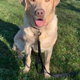 Dilute Retriever All Grown Up from MBR Labradors