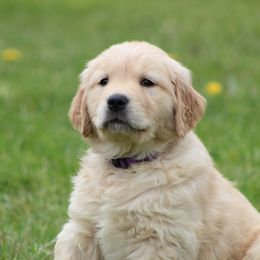 Golden Retriever Puppies from OPK GOLDENS