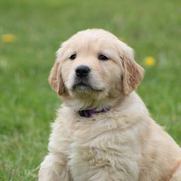 Golden Retriever Puppies from OPK GOLDENS