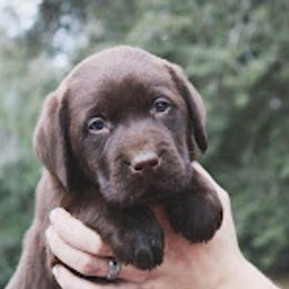 Labrador Retriever Puppies from Penny Lane Labradors