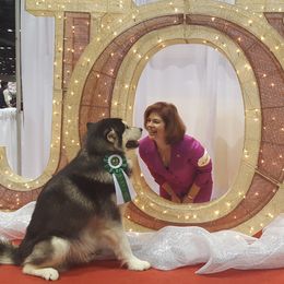 Alaskan Malamutes from Illusion Kennel