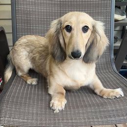 Athena - Dachshund