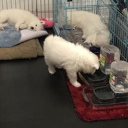 Samoyed Puppies from HaleStorm Samoyeds