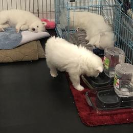 Samoyed Puppies from HaleStorm Samoyeds