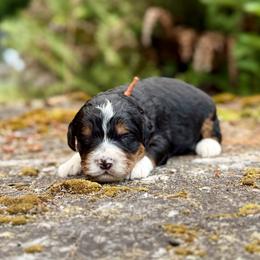 Jaq (Orange Collar) - Tri-color male Bernedoodle puppy in Stanwood, Washington from Butter Cup Pups and Paws