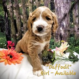 Yellow (Daffodil) - Caramel red Labradoodle puppy in Greenville, North Carolina from Tyson's Farm Doodles