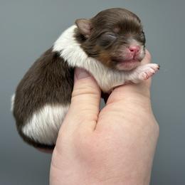 Hermione - Chocolate parti female Pomeranian puppy in Newark, Ohio from Keeperofstars Pomeranians