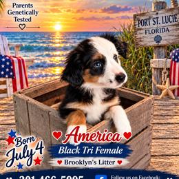 America - Black tri female Miniature Australian Shepherd puppy in Nashville, Tennessee from Little B’s Aussies