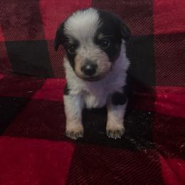 Twizzler - Blue female Australian Cattle Dog puppy in Lancaster, Minnesota from Weleski Chocolate Heelers
