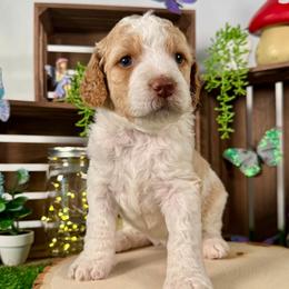 Pearl - Apricot female Goldendoodle puppy in Waterford, Michigan from Oh My Doodness!
