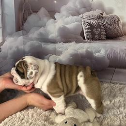 Bulldog Puppies from Sweet Rolls