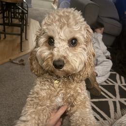 Lady - Cavapoo
