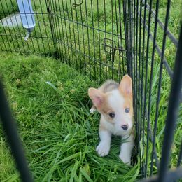 American Corgi Puppies from Thomas Corgi's