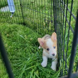 American Corgi Puppies from Thomas Corgi's