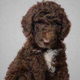 Yellow - Rolo - Brown male Poodle puppy in Spanish Fork, Utah from Mountain Vista Pups LLC