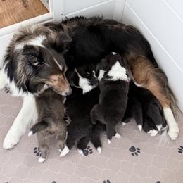 Shetland Sheepdog puppies from Rollinghills Breeders