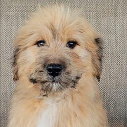 Teddy - Yellow male Australian Shepherd puppy in Limestone, Tennessee from Pilot Hill Teddy Bear Puppies