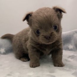 Longcoat cutie pie - Chocolate blue male Chihuahua puppy in Orlando, Florida from iLuvChihuahuas