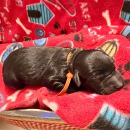 Isaac- Orange collar - Black male Goldendoodle puppy in Van Buren, Missouri from Jami’s Goldendoodles & Poodles