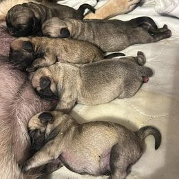 Pug puppies from Carla's Pugs
