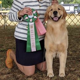 Golden Retrievers from Gaia Goldens