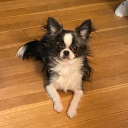 Chihuahua Puppies from Lil Angel's Chihuahuas