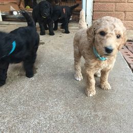 Poodle Puppies from Pleasant Valley Standards