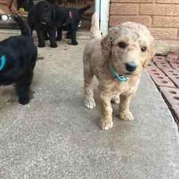 Poodle Puppies from Pleasant Valley Standards