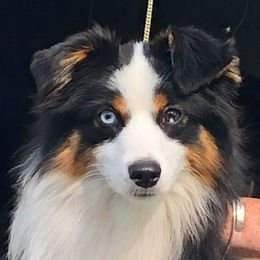 Elton - Miniature American Shepherd
