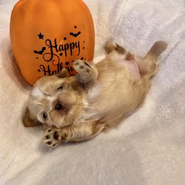 Cinnamon - Blue female Shih Tzu puppy in Kettering, Ohio from LaDawn’s Little Lions