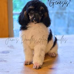 Aussiedoodle, Bernedoodle, Cockapoo, Miniature Australian Shepherd, Poodle, and Sheepadoodle Puppies from Jam's Doodles And Poodles