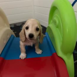 Kenobi-   (Birch) - Cream male Dachshund puppy in Wolf Lake, Indiana from Canisteo Dachshunds