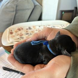 Blizzard - Black male Cockapoo puppy in Adrian, Oregon from ApplebyFarm
