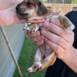Darla - Red female Dachshund puppy in Magnolia, Texas from Little Honey’s Dachshunds