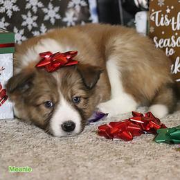 Meanie - Sable male Border Collie puppy in Richmond, Maine from Lil Maine Border Collies