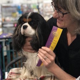 Gian - Cavalier King Charles Spaniel