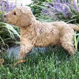 Poodle Puppies from Rupert-Smith's Poodles