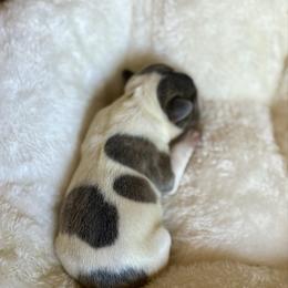 Bandit - Blue male French Bulldog puppy in Conroe, Texas from The Frenchie Farm
