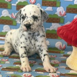 Bowsers - LUA - White and black male Dalmatian puppy in Whitwell, Tennessee from Rock a Dalmatian “RockADal”