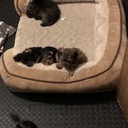 Yorkipoo Puppies from Tuts Pups Cafe