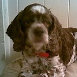 Cocker Spaniels from Norma Parks's Cocker Spaniels