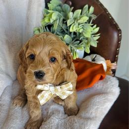 Jax - Red male Cockapoo puppy in Lucas, Ohio from Willow Lane Puppy